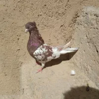 کبوتر کله ای