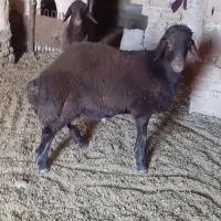 بره قوچی همو|حیوانات مزرعه|زاوه, |دیوار