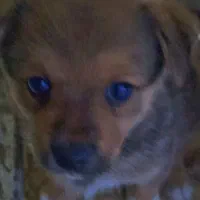 توله سگ پامر روباهی|سگ|باغستان, |دیوار