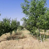 فروش نقدی یا معاوضه، باغ۹۵۰ متری در دالین|فروش زمین و ملک کلنگی|شیراز, فرهنگ شهر|دیوار
