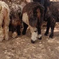 تعدادی بره پروار