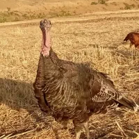 بوقلمون ارگانیک