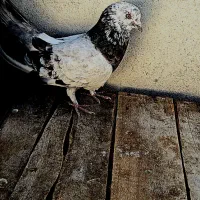 کبوتر  اصفهانی