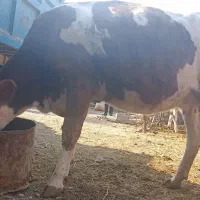 گاو‌سیمینتال ‌قرمز