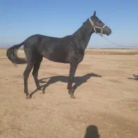 کره اسب ۱۶ ماهه مدارک کامل|اسب و تجهیزات اسب‌سواری|گنبد کاووس, |دیوار