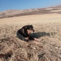 سگ گله|سگ|روانسر, |دیوار