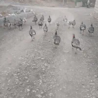 بوقلمون نر وماده|حیوانات مزرعه|دشت ذهاب, |دیوار