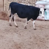 تلیسه‌ سیمنتال