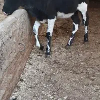 گوساله گاو ماده خارجی