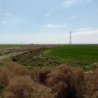 زمین کشاورزی