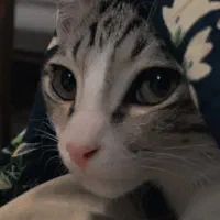 گربه گمشده|حیوانات|تهران, اختیاریه|دیوار