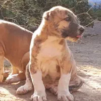 سگ توله نروماده خراسان افغان سراب نگهبان گله