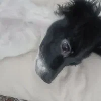 واگذاری غیر رایگان