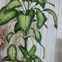 گل  دیفن باخیا|گل و گیاه طبیعی|مریوان, |دیوار