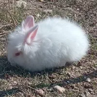 خرگوش|موش و خرگوش|بوکان, |دیوار