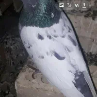 کبوتر می‌خوام می‌بینم چیکار کردن مردما مال من