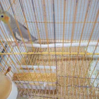 عروس هلندی و مرغ عشق