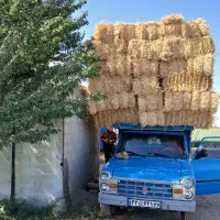 فروش کولش گندم تحویل