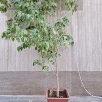 گل و گیاه|گل و گیاه طبیعی|خمینیشهر, |دیوار