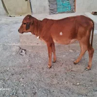 فروش سریع گوساله و بزغاله