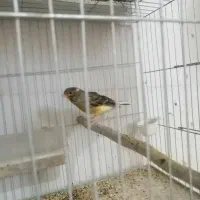 قناری|پرنده|زرند, |دیوار