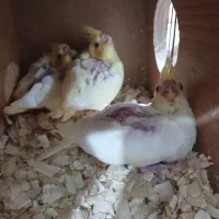 عروس هلندی مولد با   ۳ تا جوجه