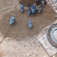 بوقلمون|حیوانات مزرعه|قره ضیاالدین, |دیوار