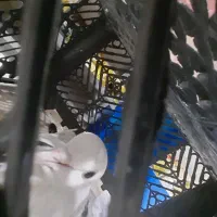 کبوتر طوقی زیبا