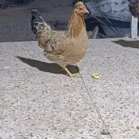 مرغ گلین لری اصل|حیوانات مزرعه|شیراز, کرونی(خاتونک)|دیوار