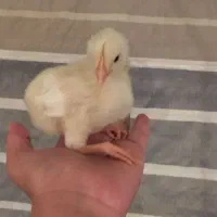 نیروی خانم و آقا برای کار مرغداری