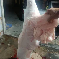 گوشت بره قصابی جلوی مشتری|حیوانات مزرعه|اهواز, منبع اب|دیوار