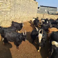 ۴۲ راس بزغاله نر