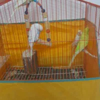 مرغ عشق با قفس