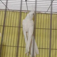 پرند عروس البینو نر وجفت طوطی برزیلی|پرنده|باوی, |دیوار