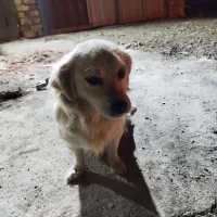 سگ پاپی|سگ|قم, بنیاد|دیوار