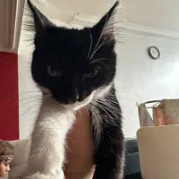 واگذاری گربه سیاه سفید|گربه|تبریز, |دیوار