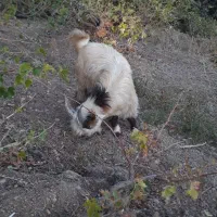 بزغاله. بیگ|حیوانات مزرعه|اردل, |دیوار