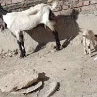 بز شیری|حیوانات مزرعه|لالجین, |دیوار