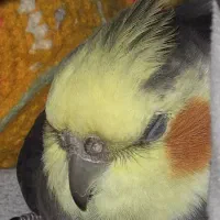 عروس هلندی گمشده