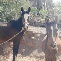 اسب مادیان و کره نر