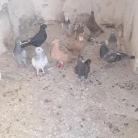 پرنده