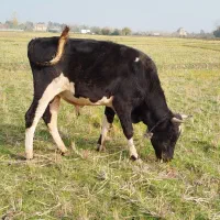 گوساله نر|حیوانات مزرعه|لاهیجان, لفمجان|دیوار