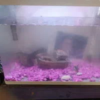 آکواریوم فوری فوری