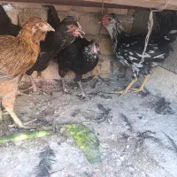 مرغ خروس گلین