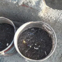 برده اهن برای درخت گردو درجه ۱
