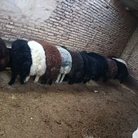 بره چاق چله
