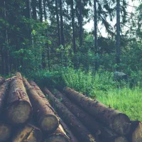 قطع درختان باغی و خرید چوب های باغی