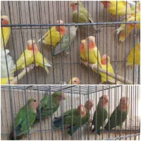 مرغ عشق و طوطی کوتوله در همه رنگ و تخم کبوتر|پرنده|قم, سربخش|دیوار