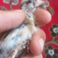 چهارعددجوجه سهره متولدقفس(تک فروشی ندارم)|پرنده|کرمانشاه, |دیوار