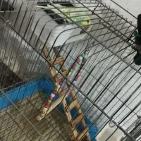 مرغ عشق پروانه ای رنگ خاص|پرنده|بروجرد, |دیوار